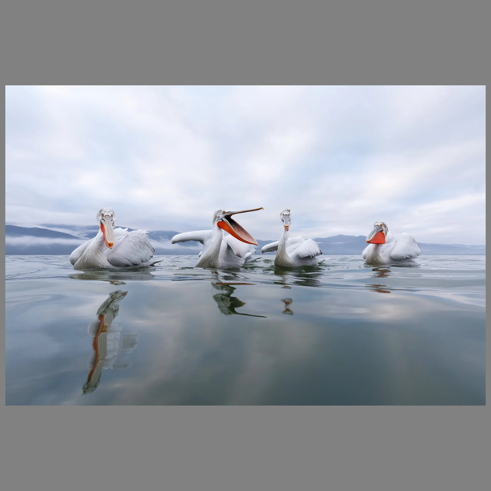 Dalmatian Pelicans