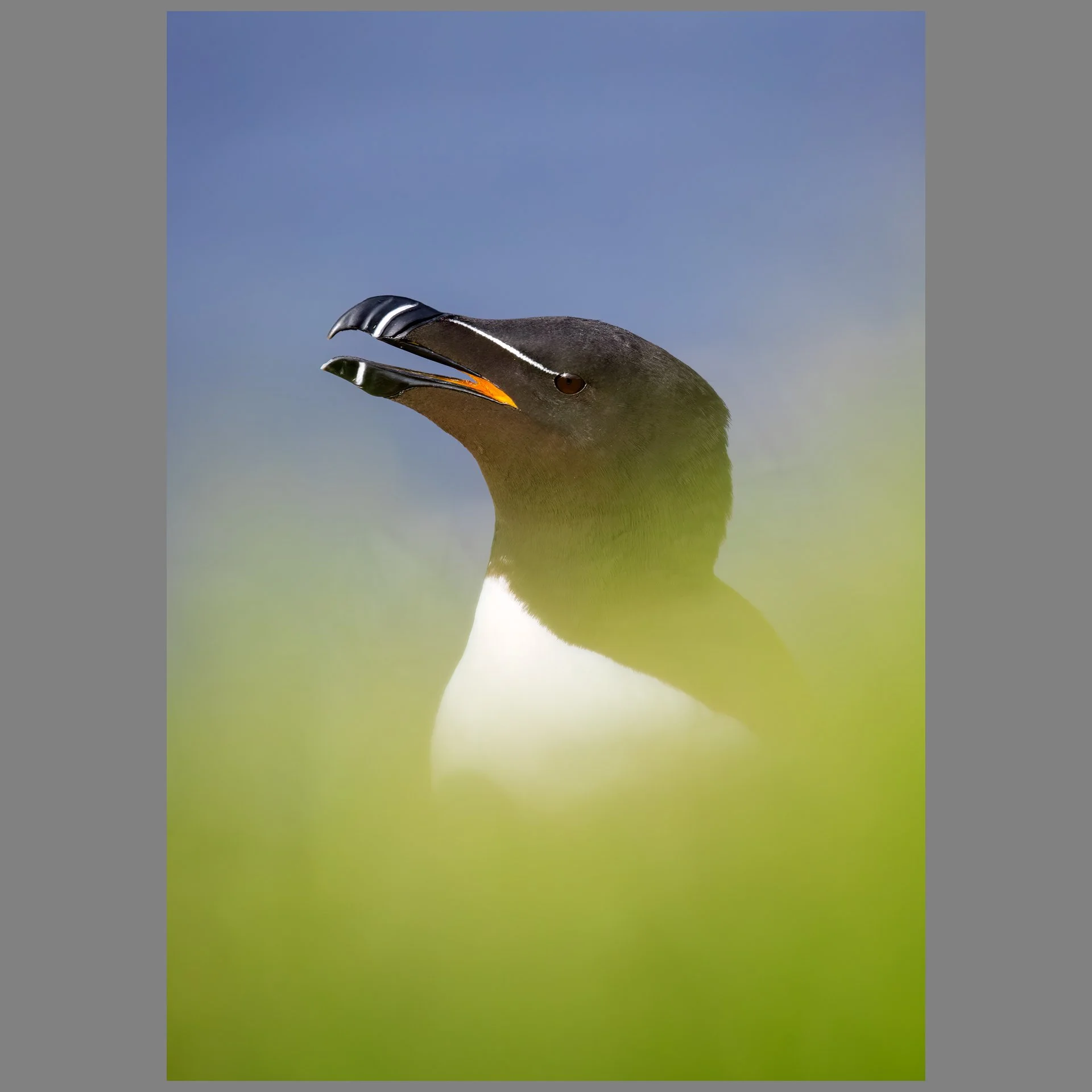 Razorbill