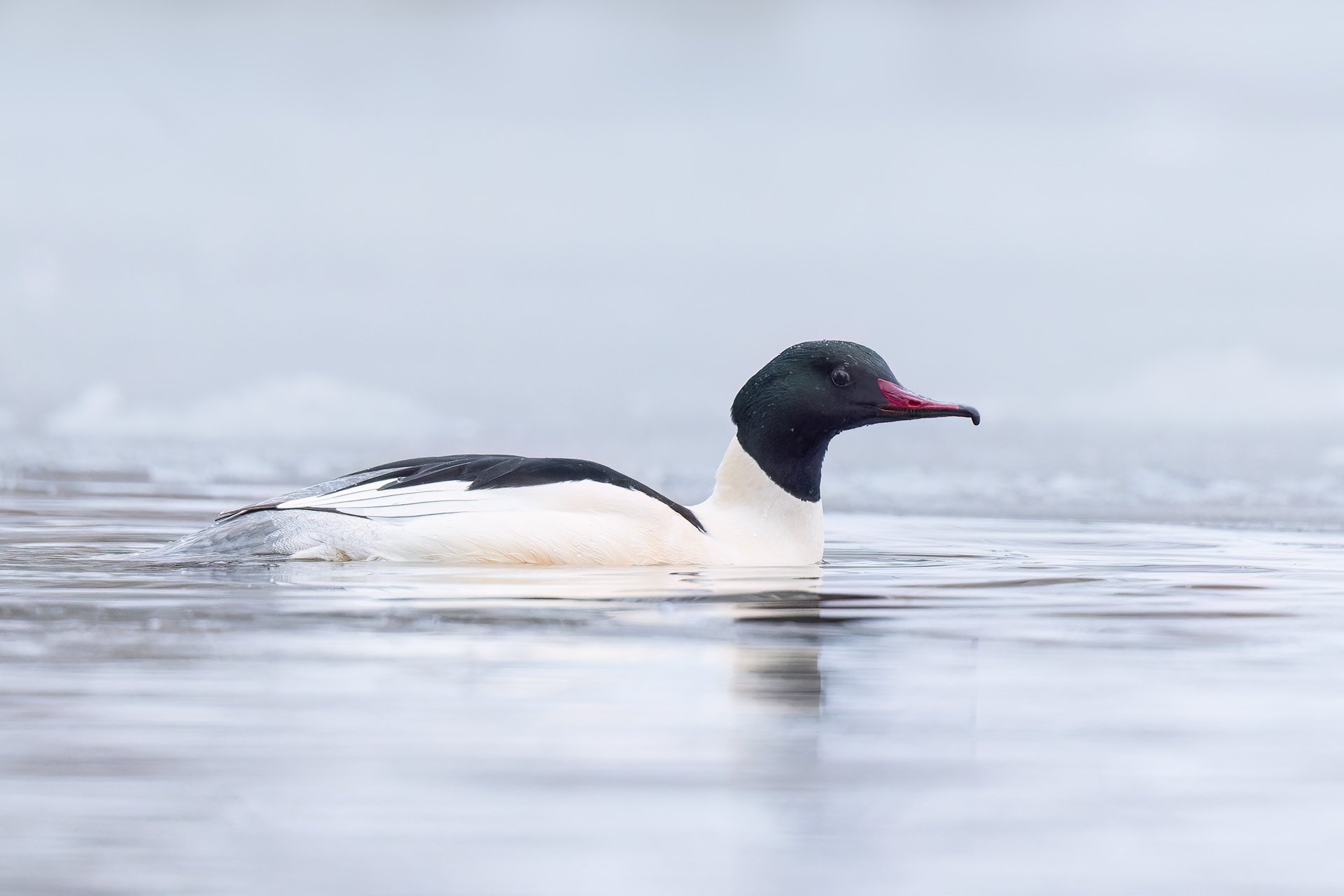 Goosander male