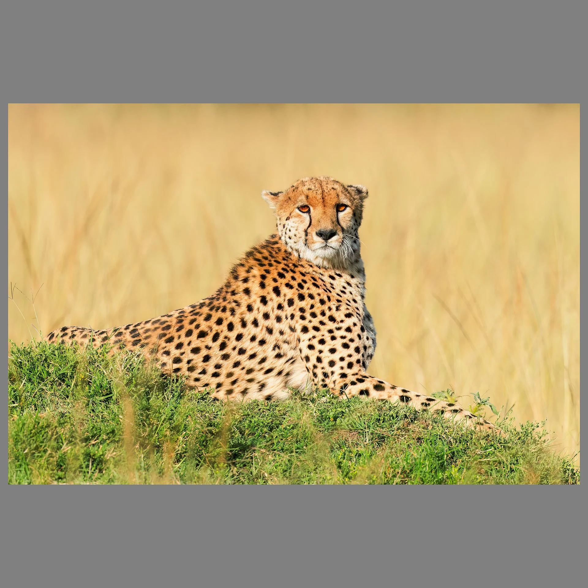 Cheetah in golden light