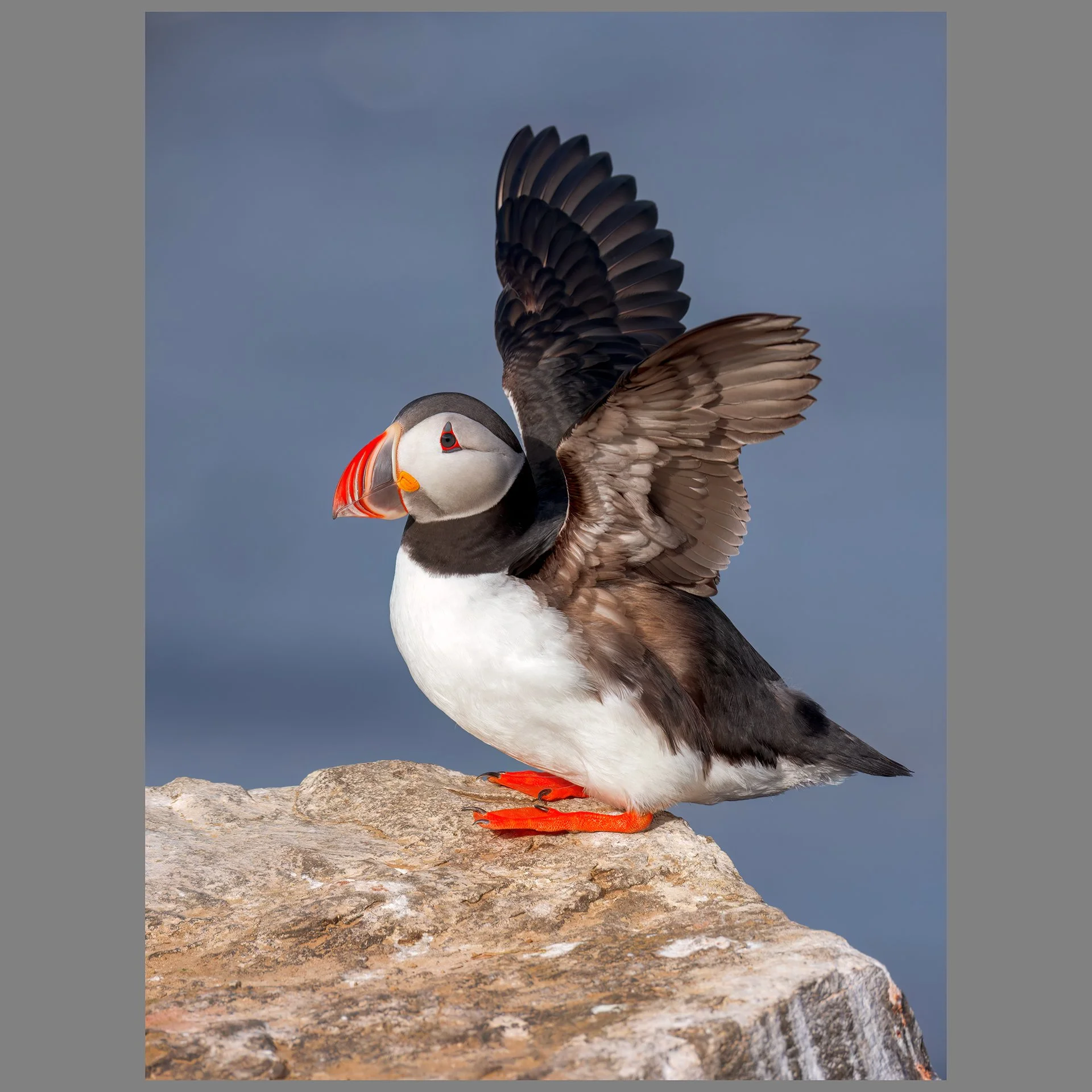 Puffin