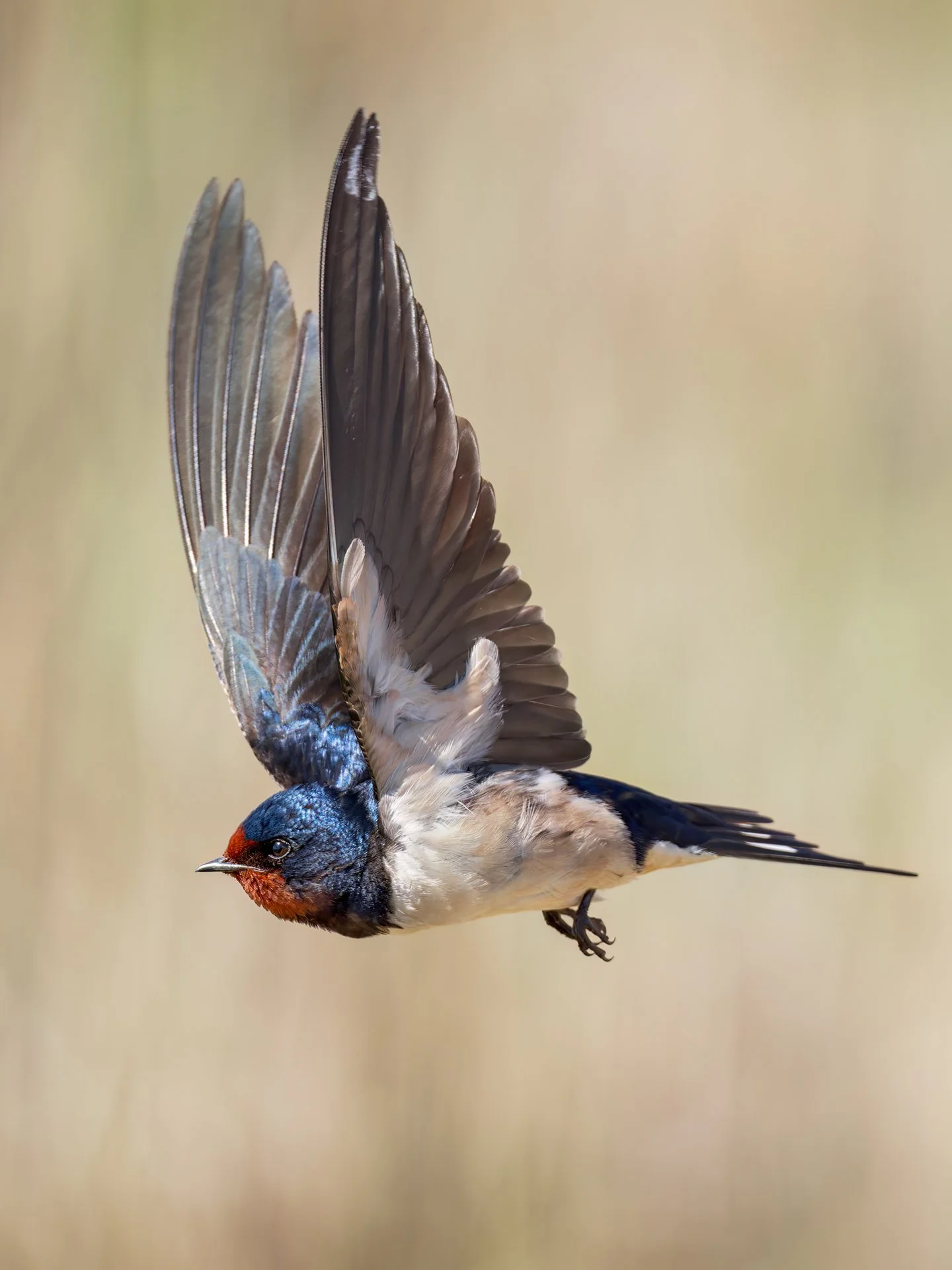 Barn swallow