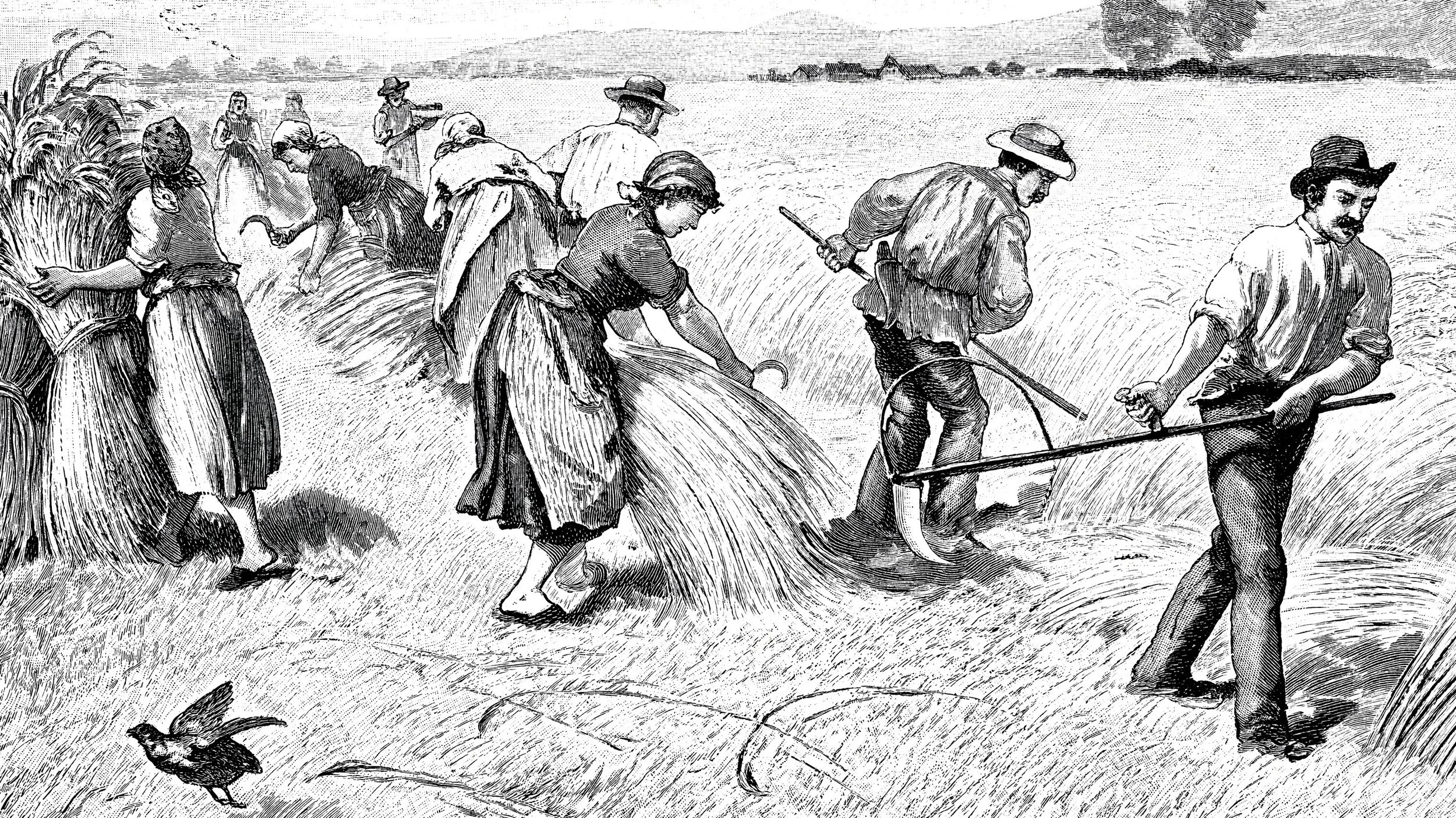 Drawing of peasants harvesting wheat