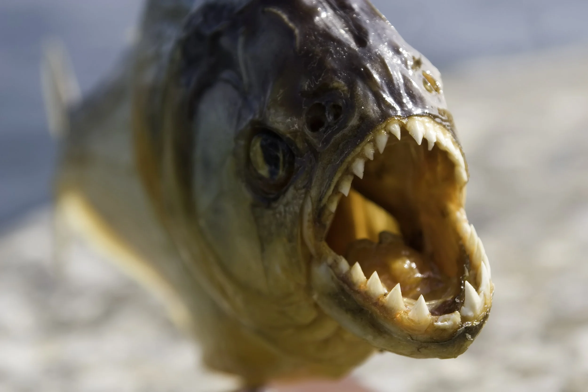 Piranha