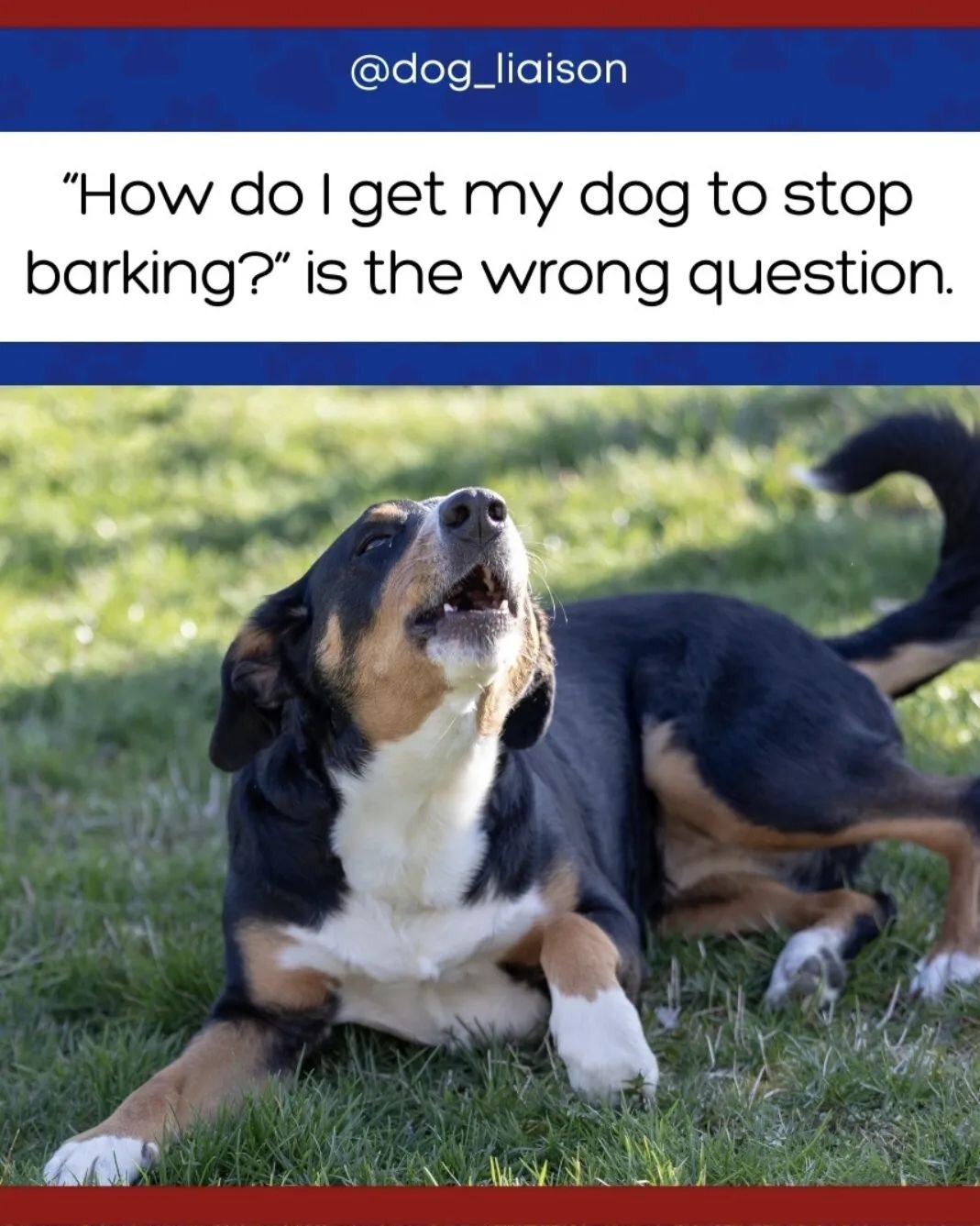 Changing the question makes the answer clearer and more practical.

If you're looking to tackle your dog's reactivity, head over to the link in my bio to binge my YouTube Reactivity/Aggression Tutorial Playlist for over 10 hours of curriculum to get 