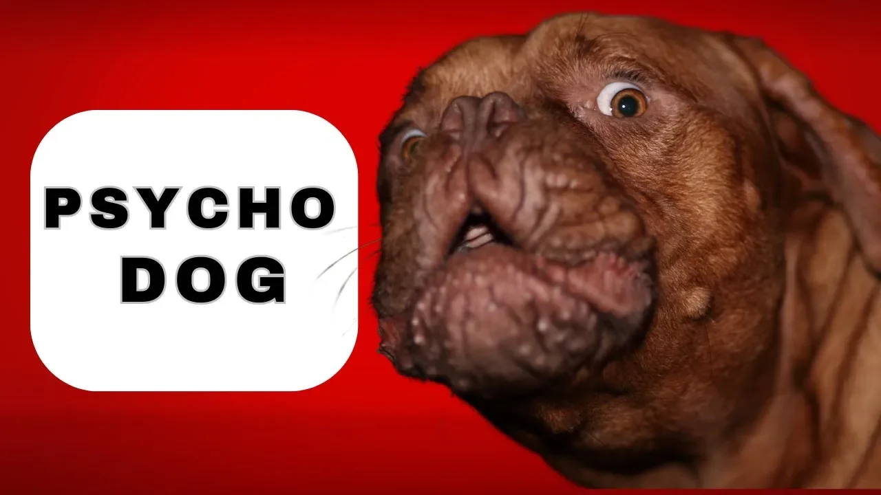 How to Train Hyper Dogs to Calm the F* Down