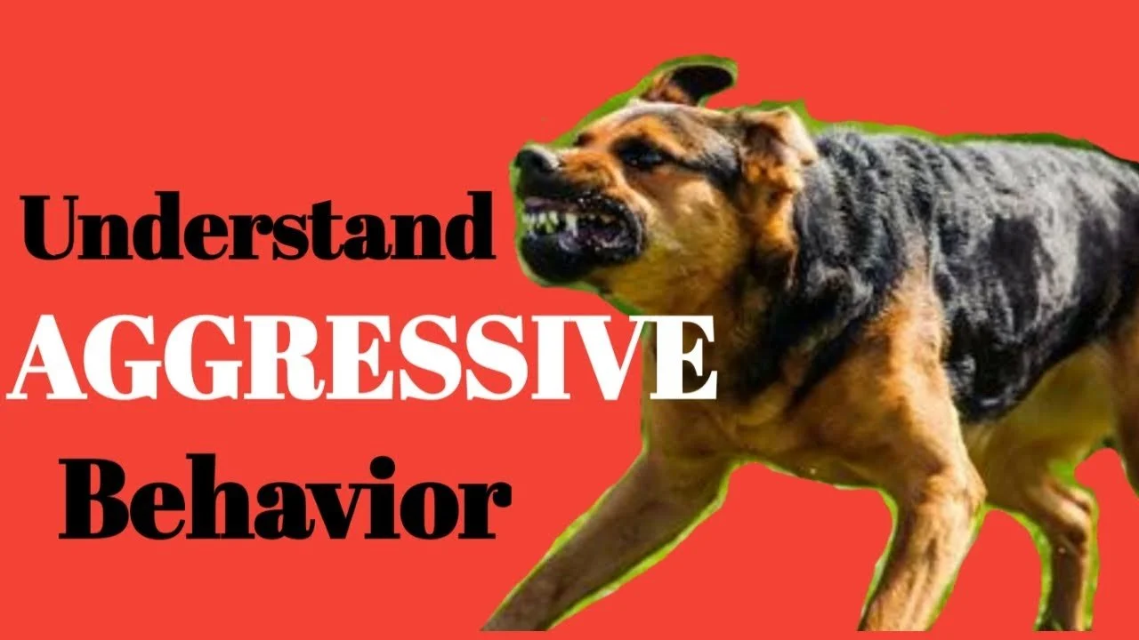 Dog Aggression - Most Dangerous Mistake Owners Make in Aggression Training