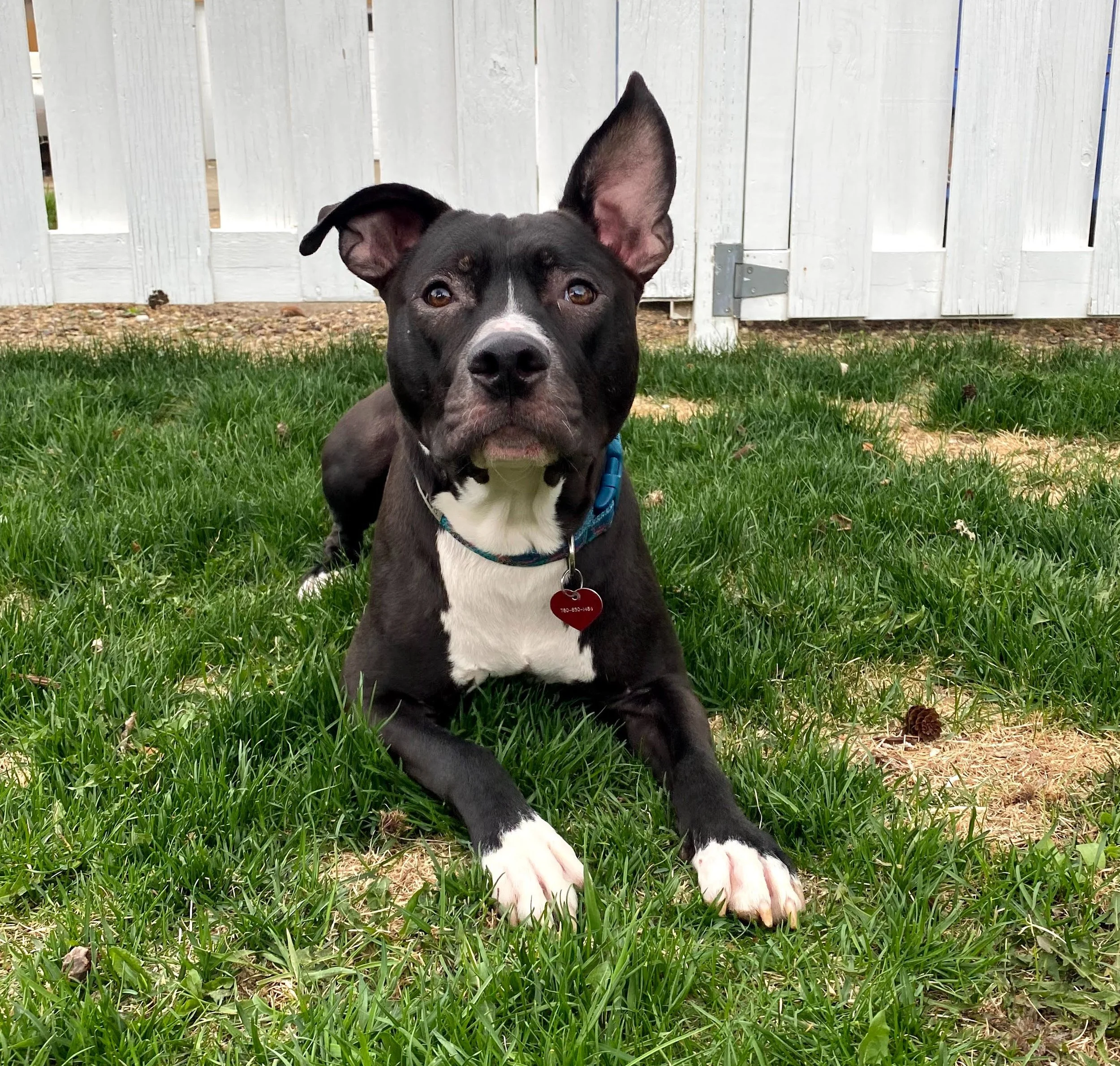 #1 Mistake Dog Owners Make when Training the Eye Contact Command