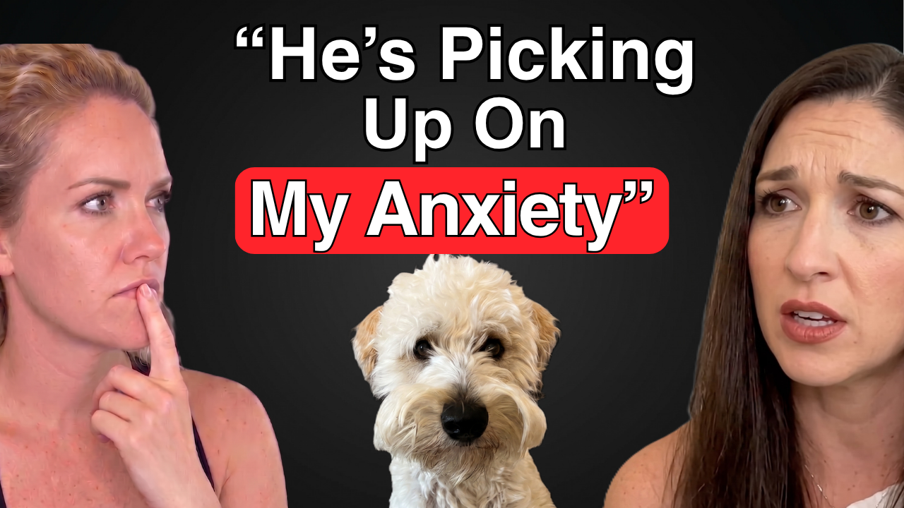 The Secret to Training an Anxious Dog
