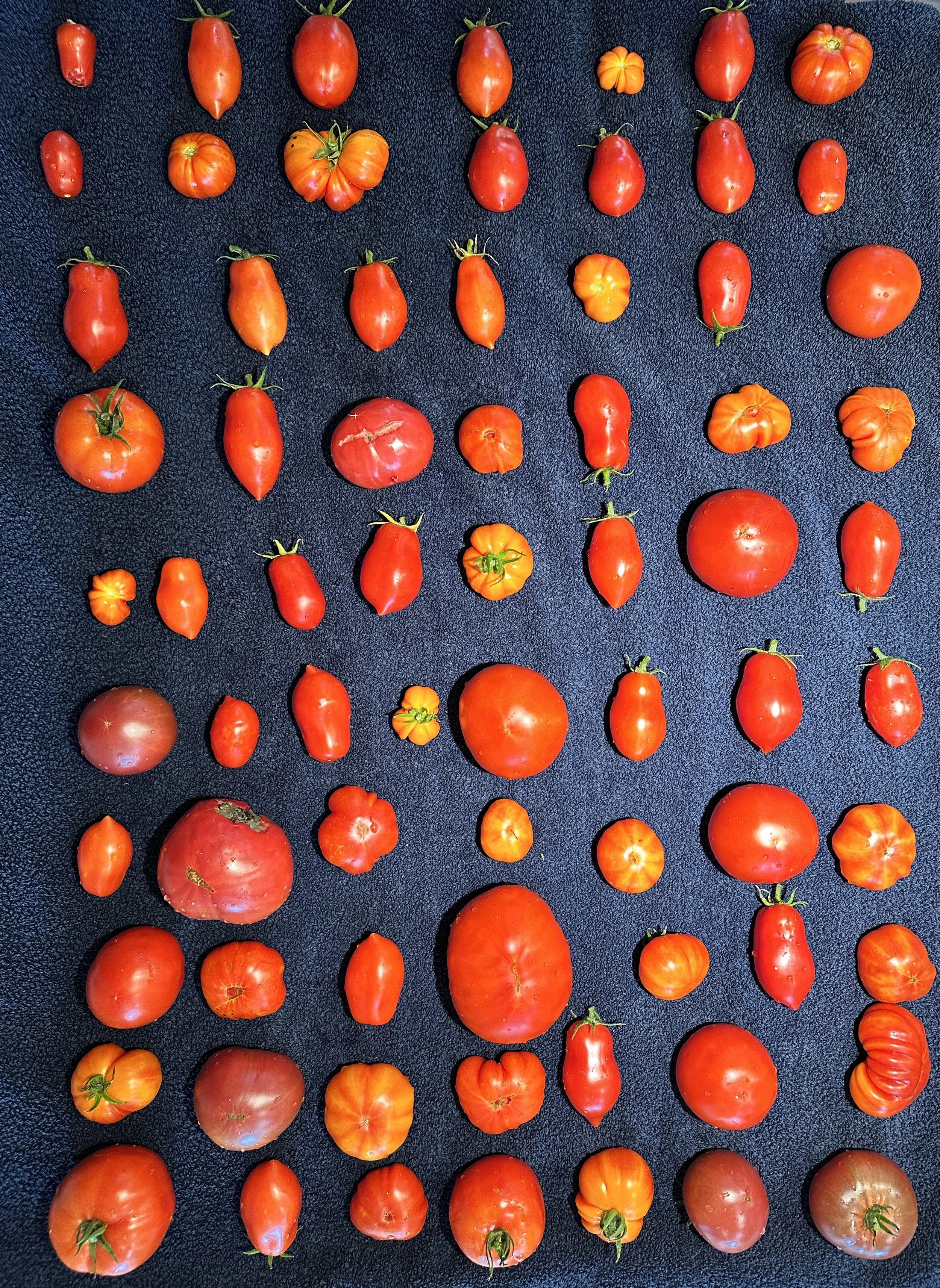 My Summer in a Tomato