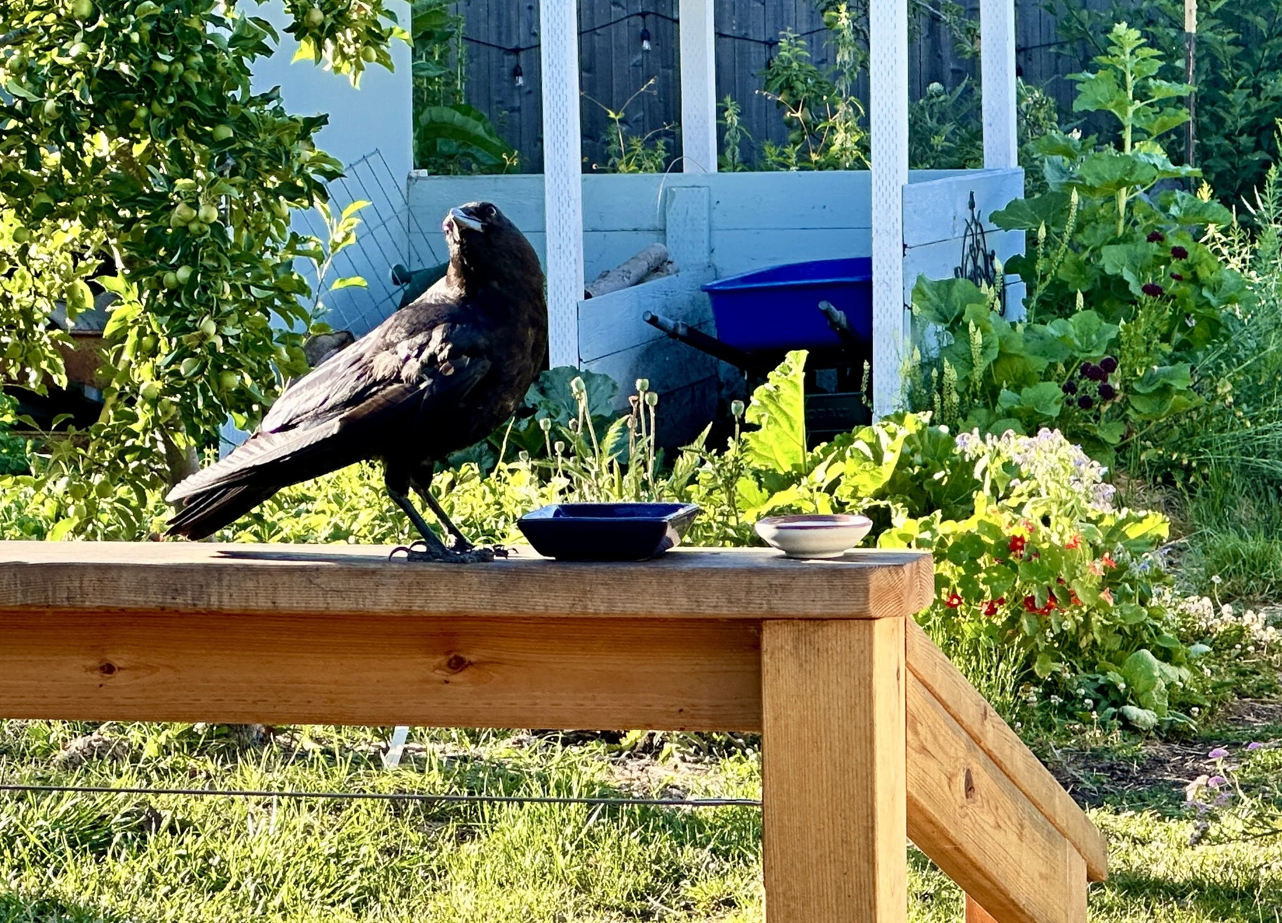 Visits with Crow