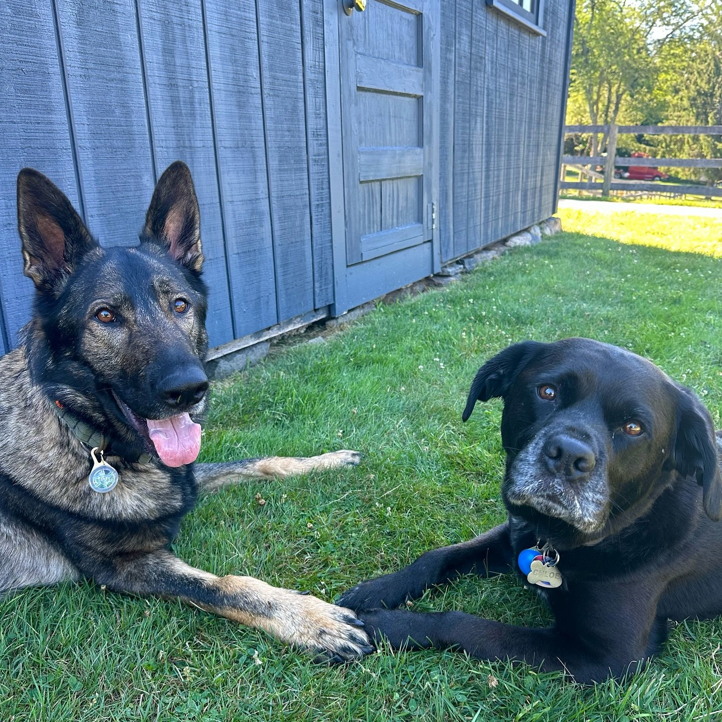 Farm dogs hard at work &hearts;️