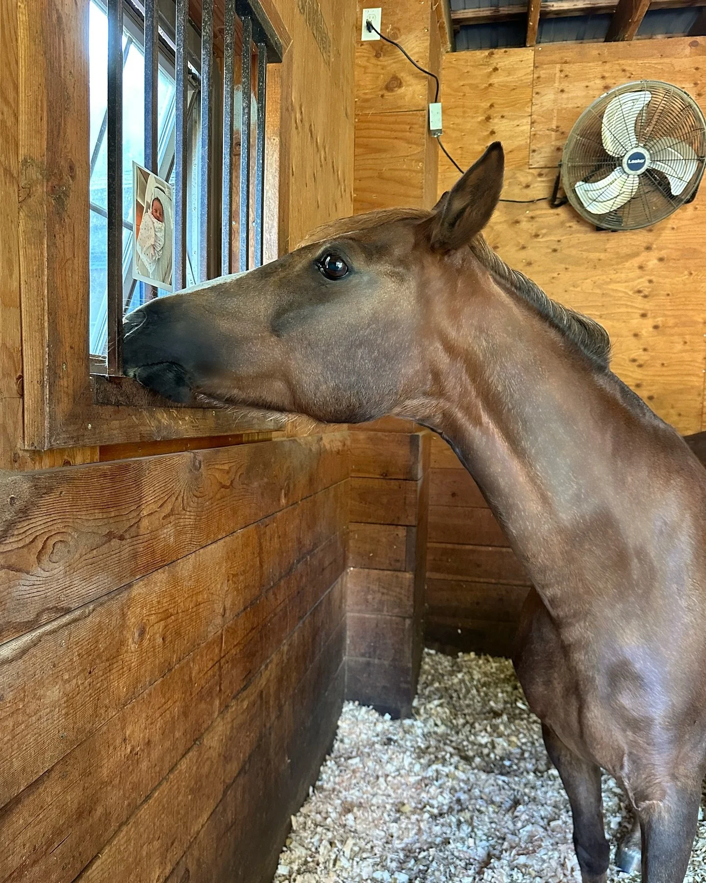 We have two very happy ponies who can&rsquo;t wait to meet their little girl 🩷