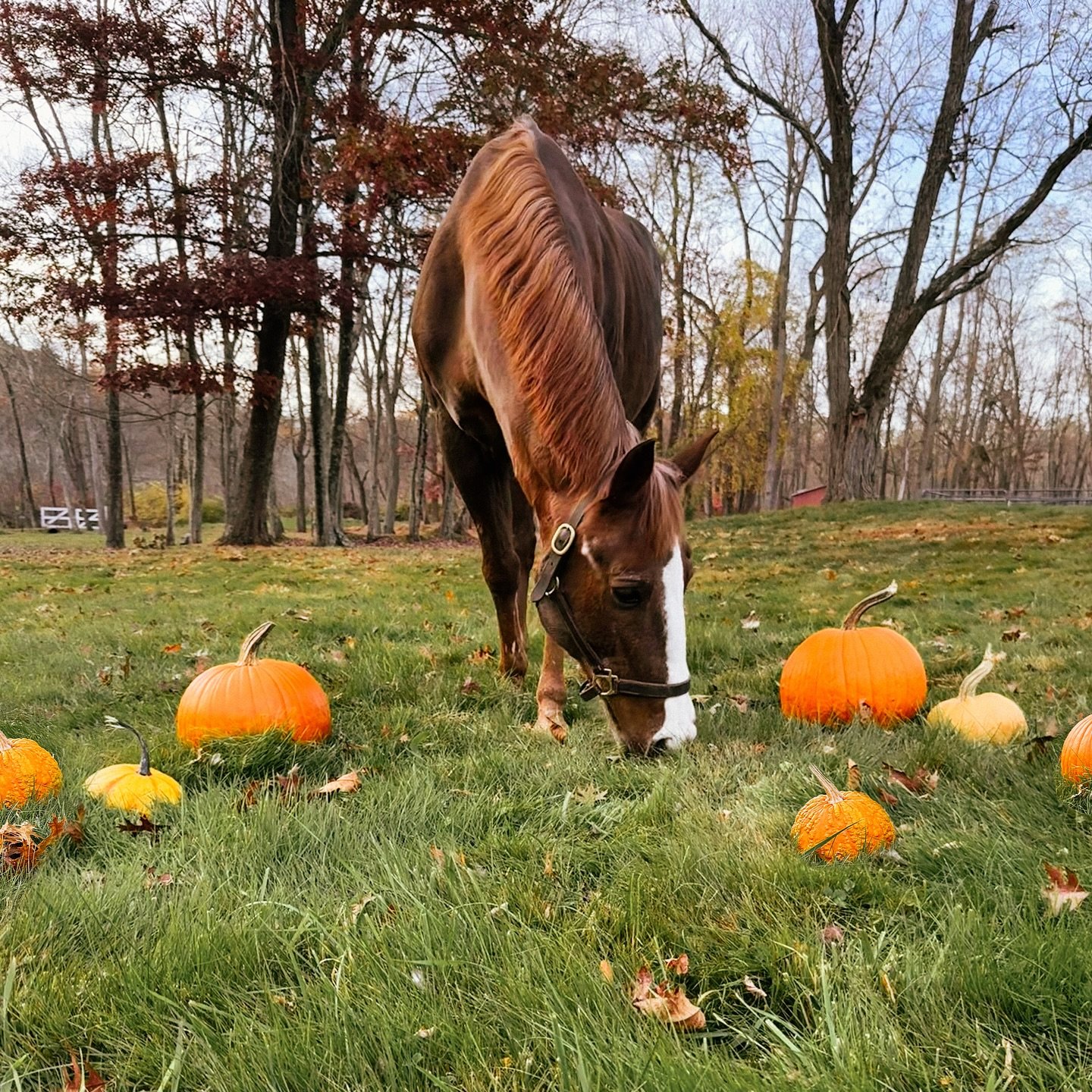 Happy Halloween from our JACK-o-lantern! 🎃