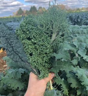 Kale — Moon Valley Farm