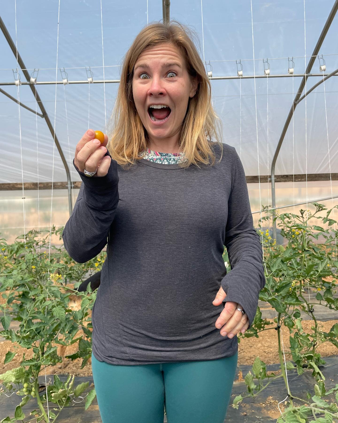Guess what&rsquo;s coming soon, beautiful CSA members &amp; Chefs?!?! That&rsquo;s right, SUNGOLD TOMATOES!!! 🤩😍😋🍅 Yup, it&rsquo;s back again (SOON, not quite yet) an entire high tunnel full of y&rsquo;all&rsquo;s favorite summertime treat. Fresh