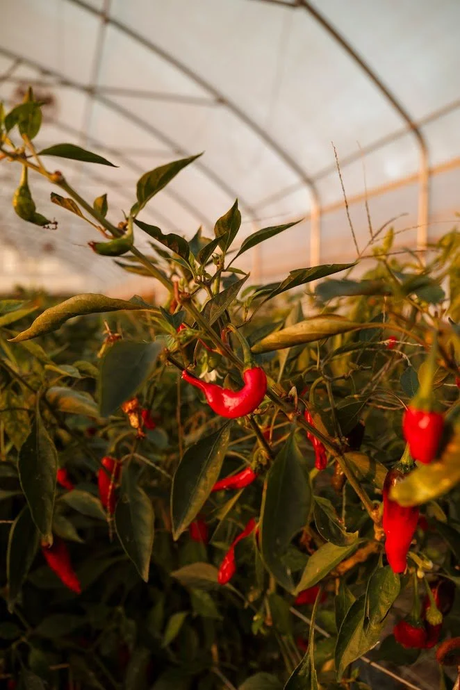 Peppers (hot), cayenne