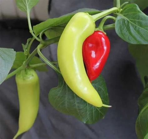 Peppers (hot), Hungarian hot wax
