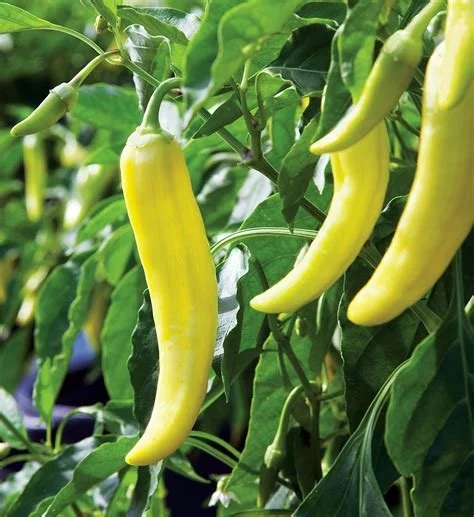 Peppers (hot), banana