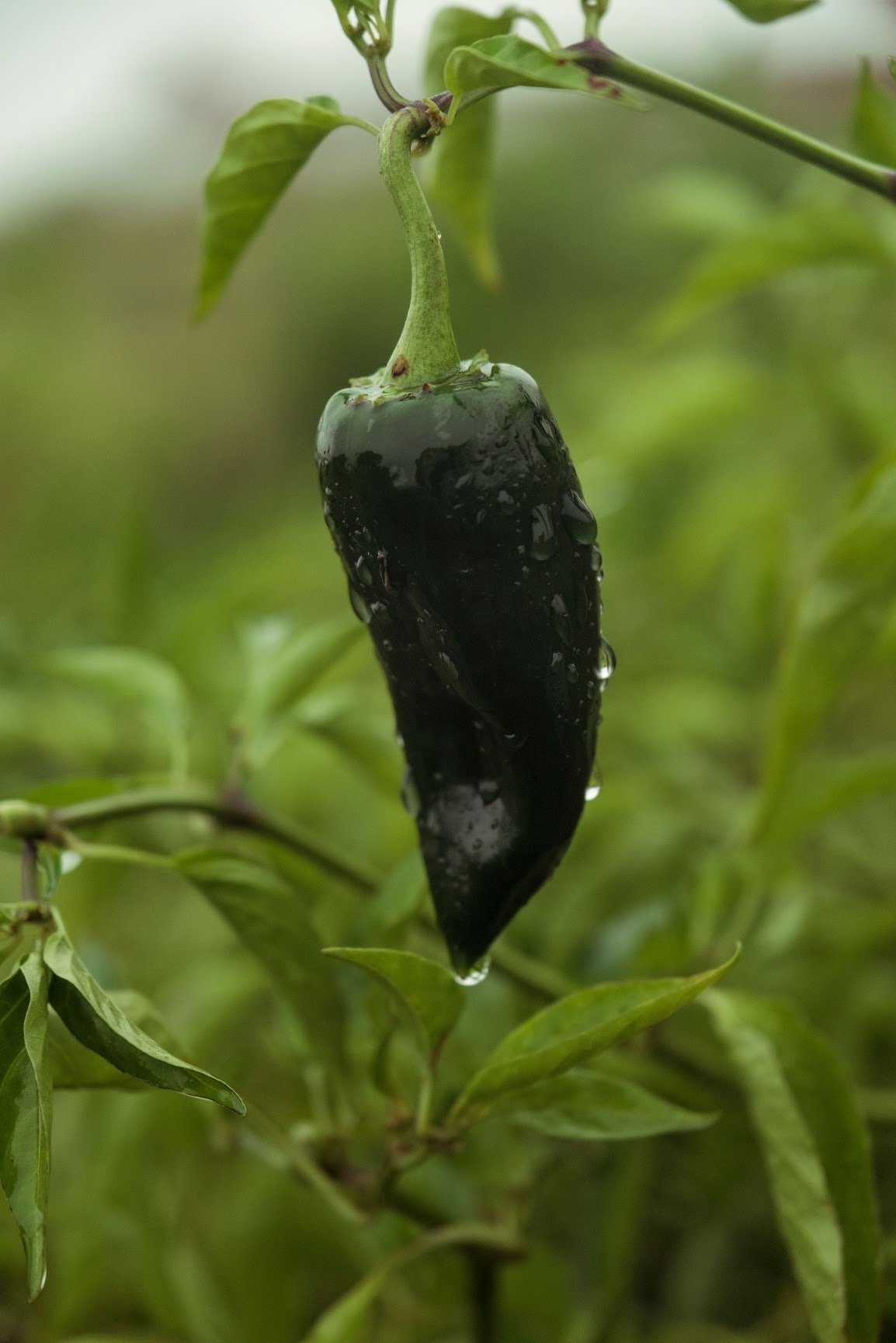 Peppers (hot), jalapeño
