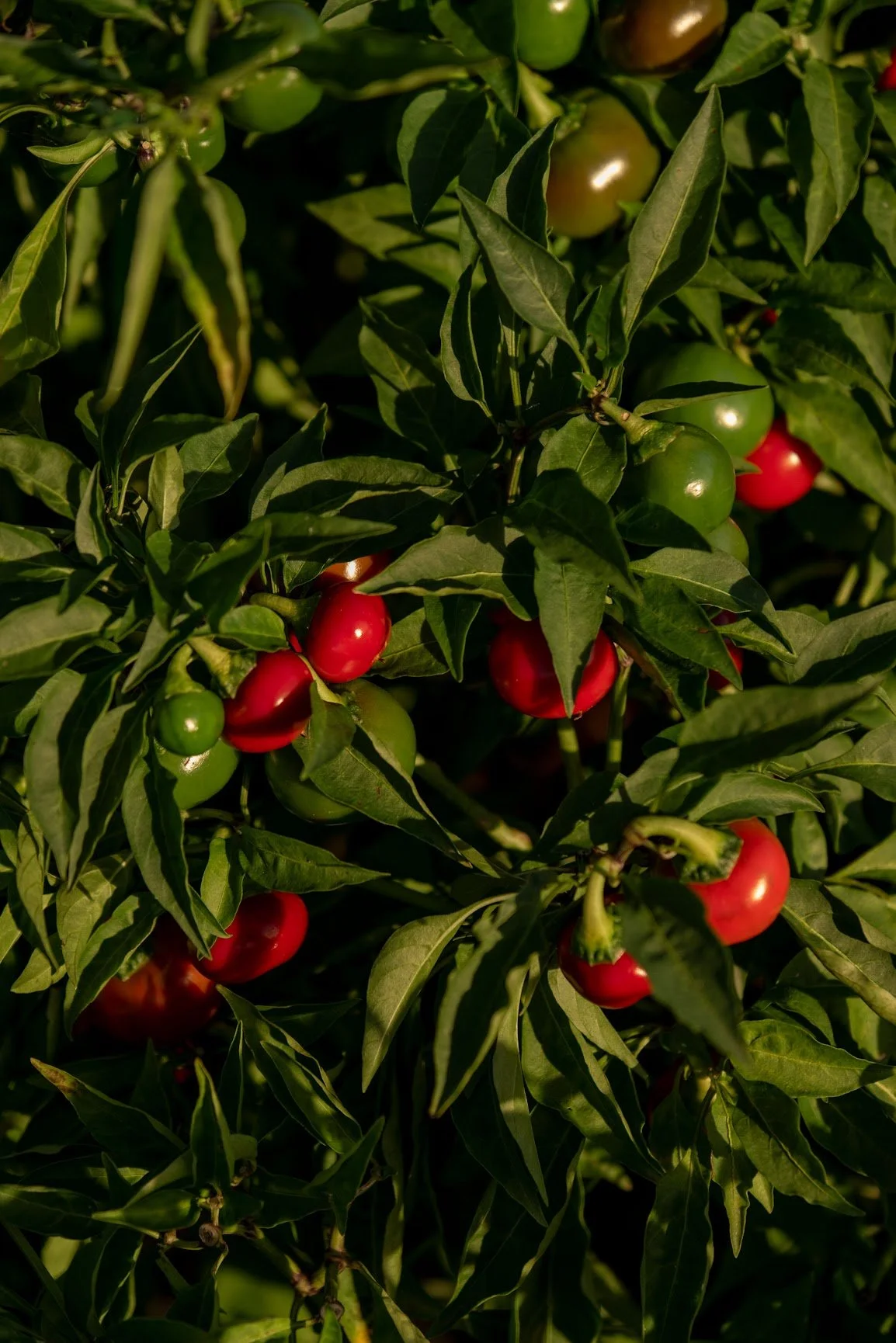 Peppers (hot), capperino