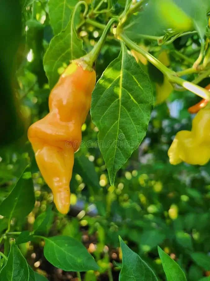 Peppers (hot),    sugar rush peach