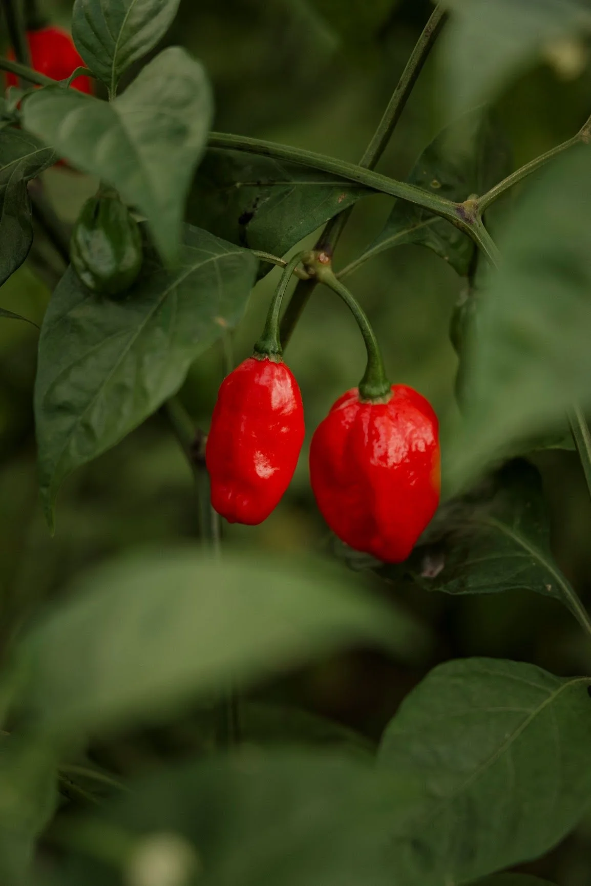 Peppers (hot), habanero