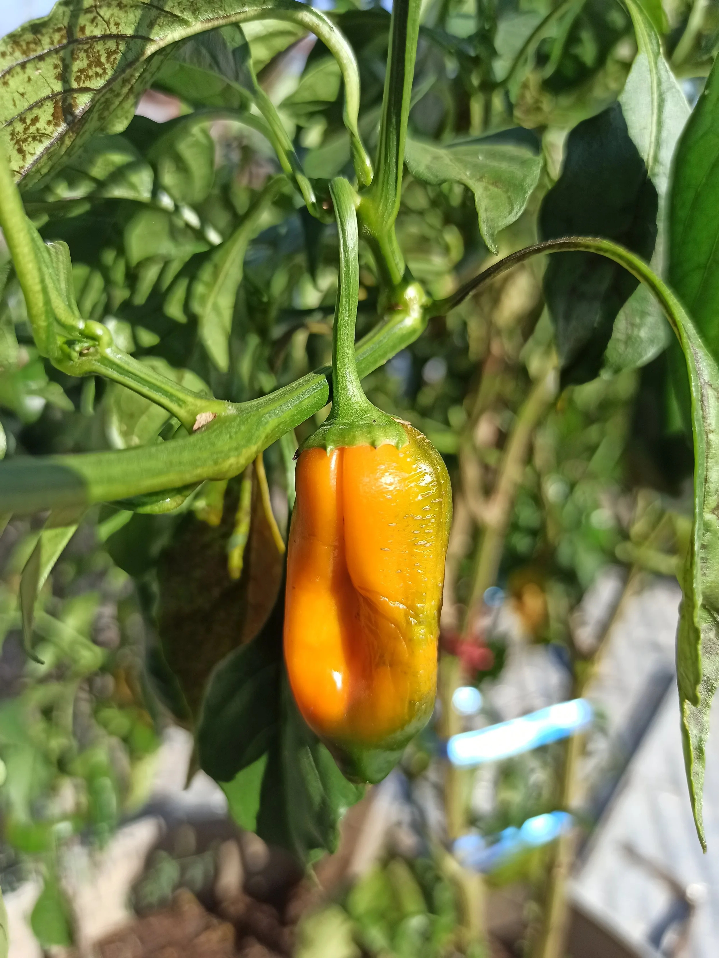 Peppers (hot), ajis                 (aji amarillo, aji cristal, aji dulce, )