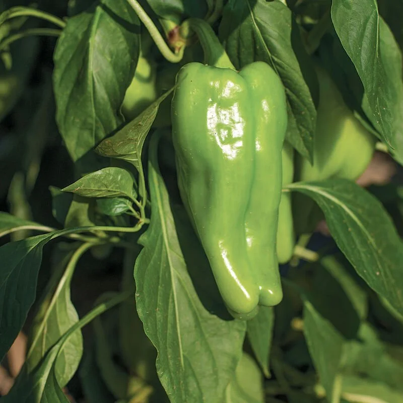 Peppers (sweet), cubanelle