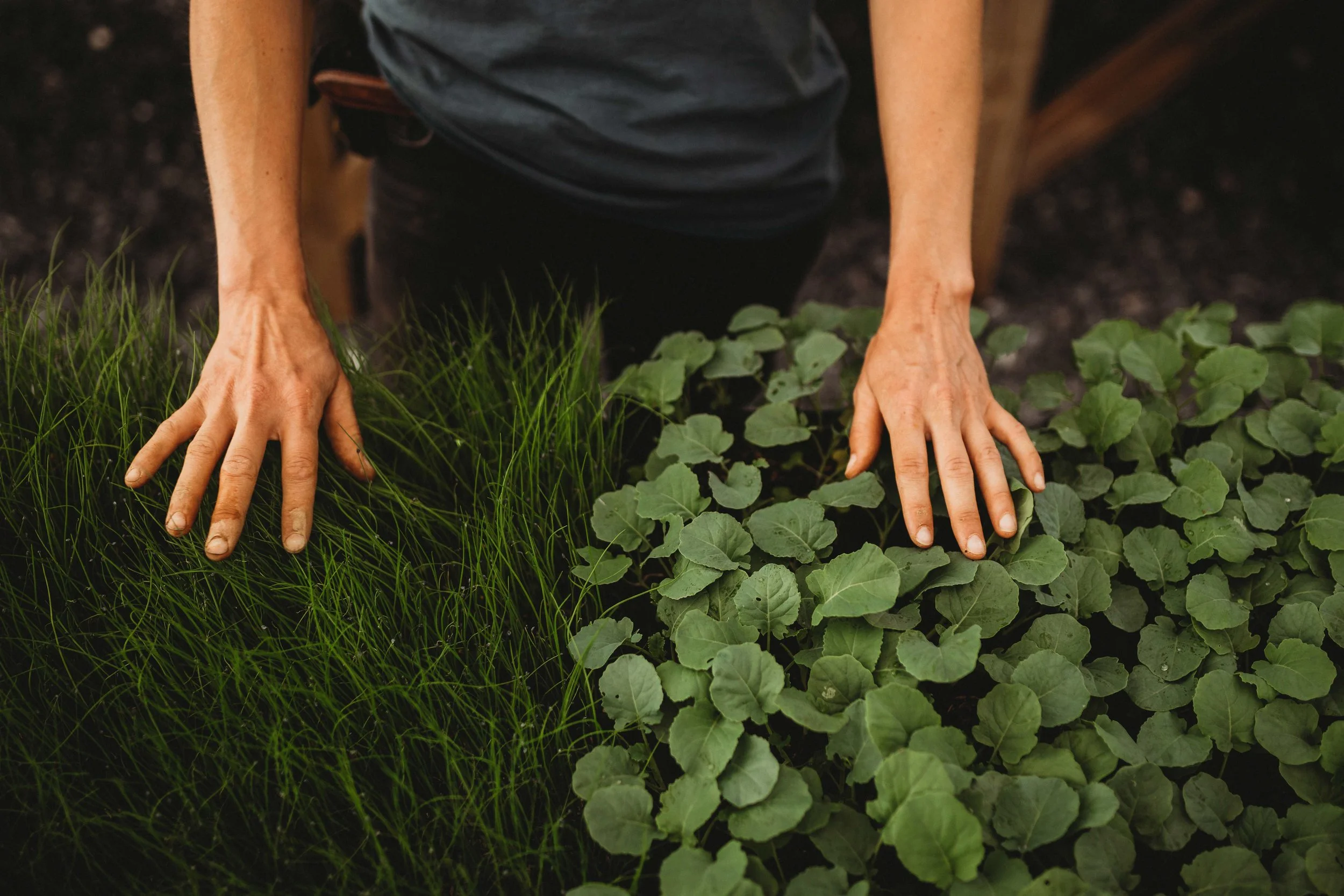 10 Tips for a Successful Garden
