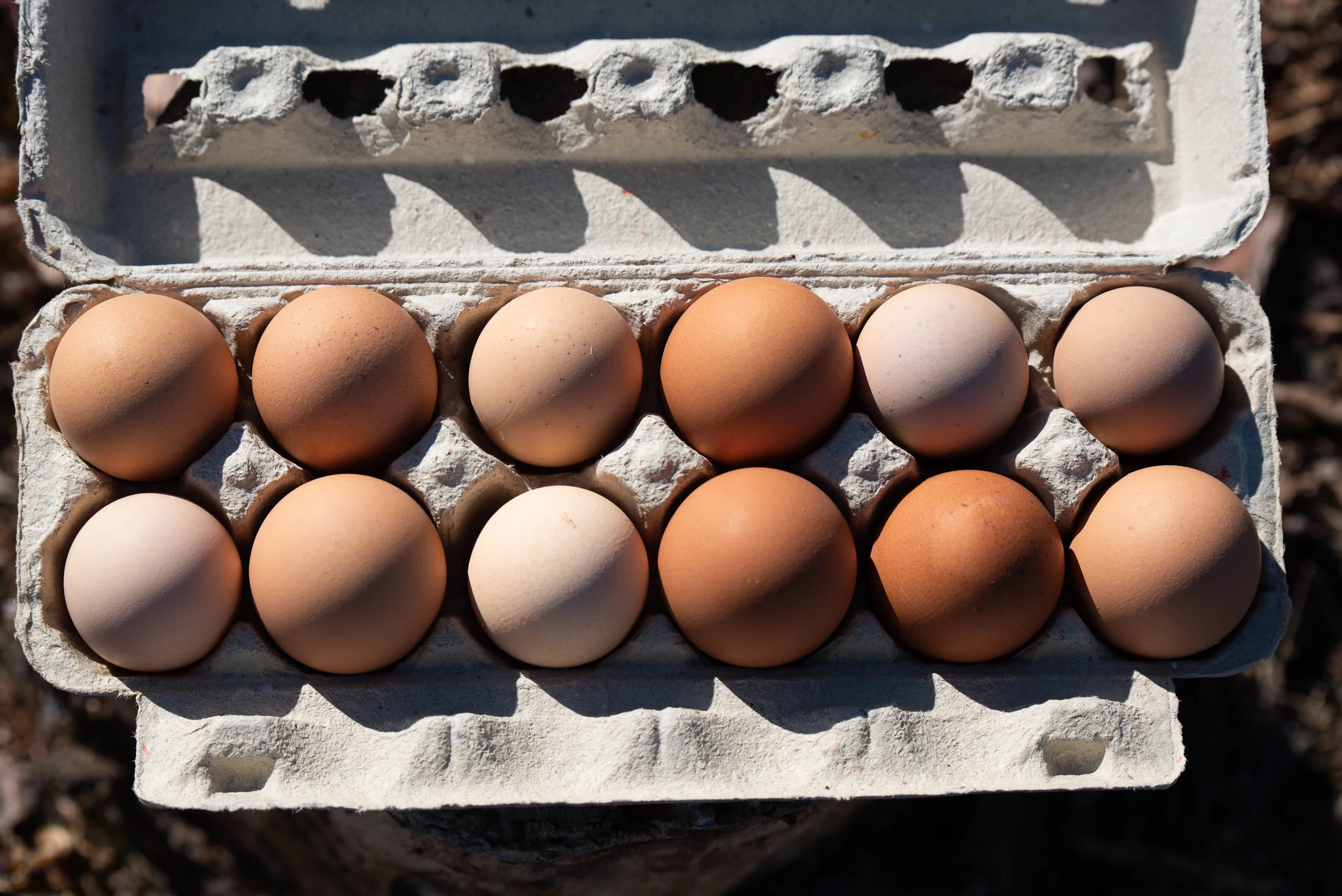 Eggs