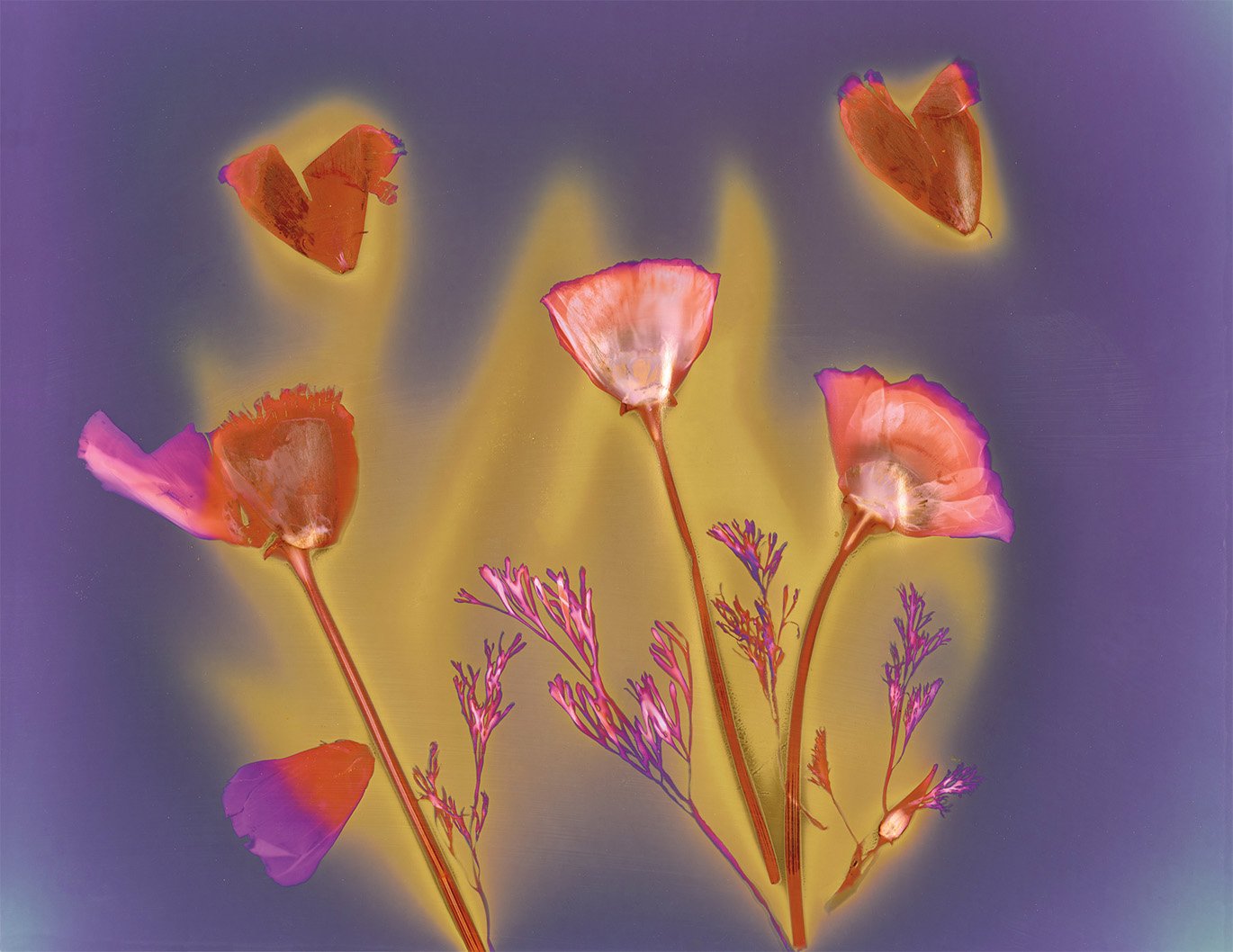 POPPIES AFTER, 2022, lumen print