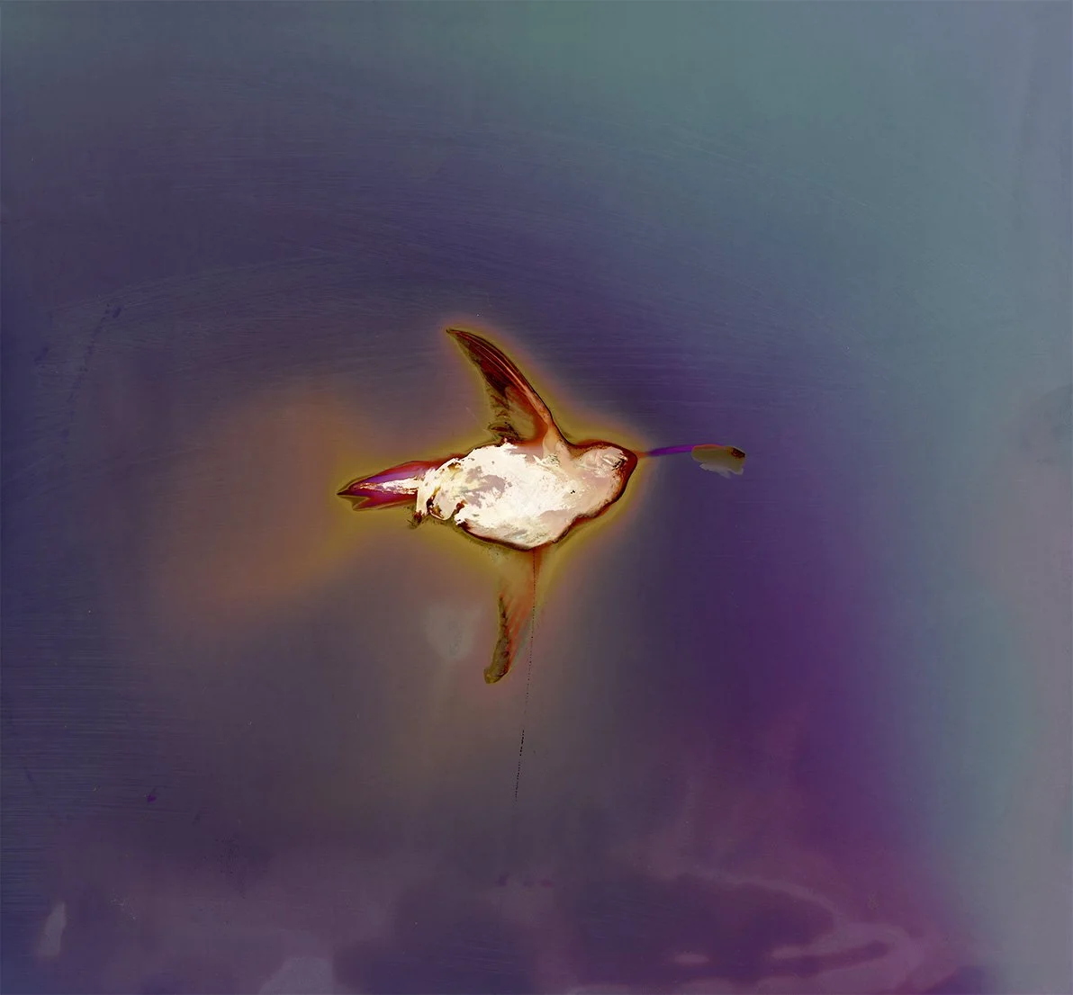 LUMEN, 2022, lumen print