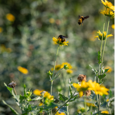 Our Commitment to Texas’ Pollinators
