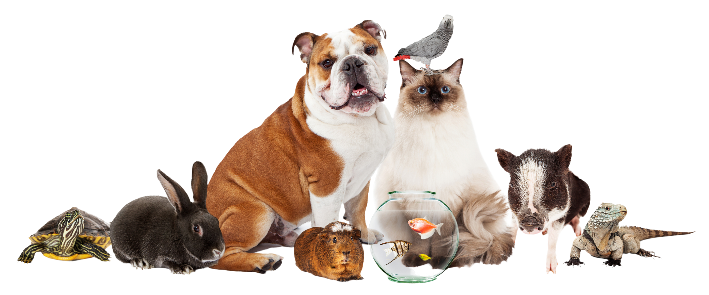 Pet Sitting Rates Central Florida Complete Critter Care — Central