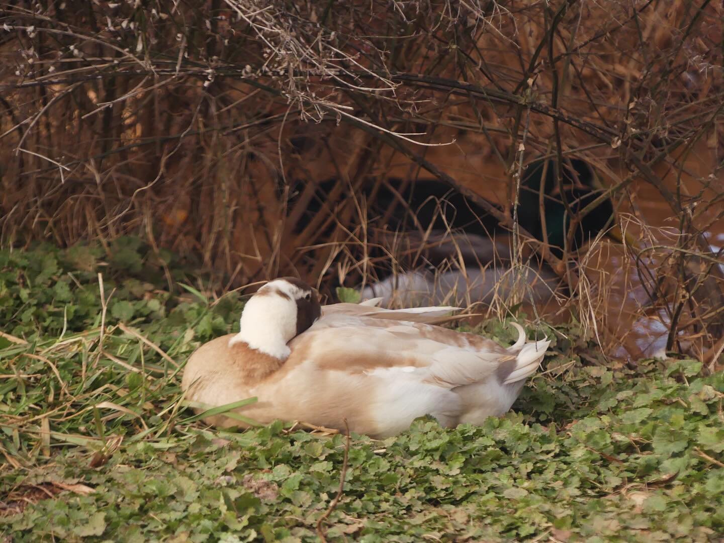 Sleepy spring days.

#ducks #sleepy #springtime