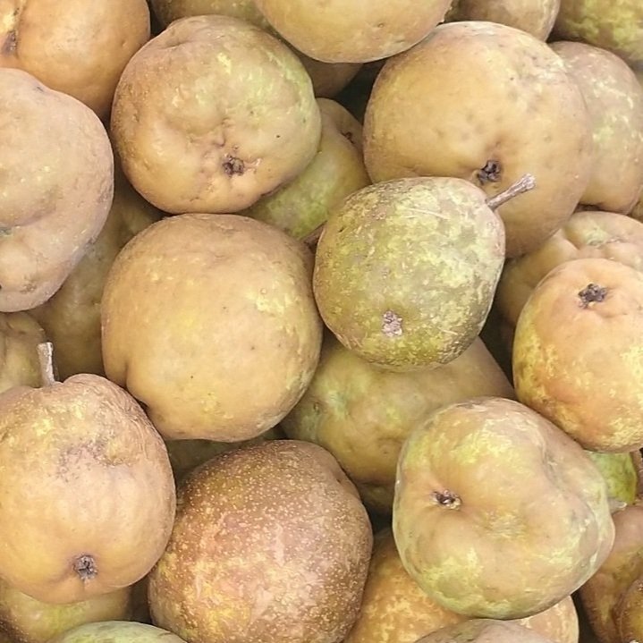 Pears.jpg