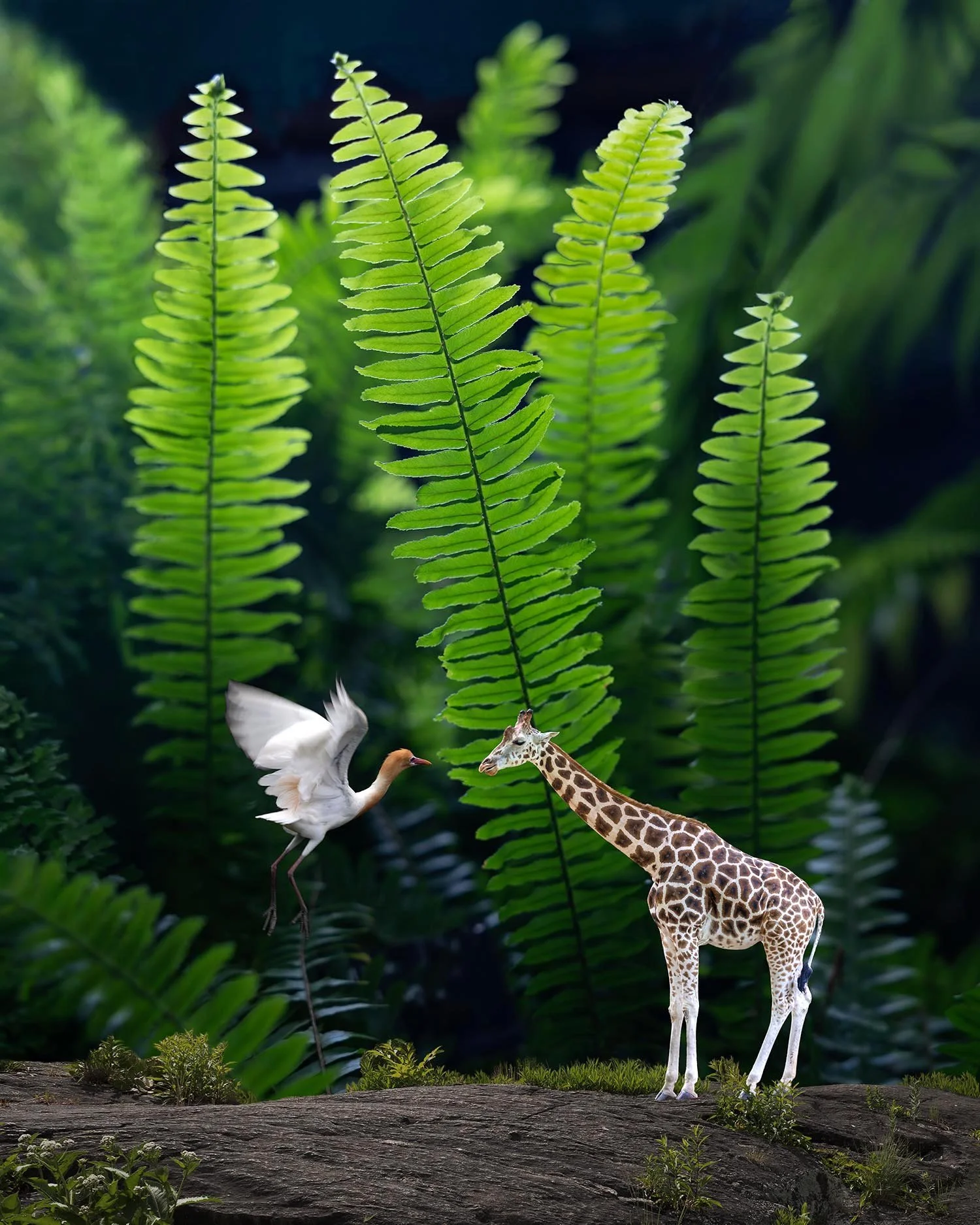 08 Animal Conversation 1 Trust.jpg