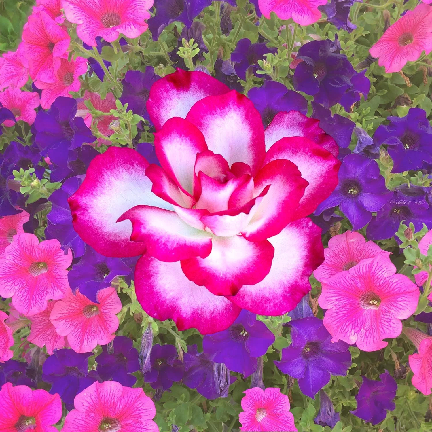 06 Bloom II.jpg