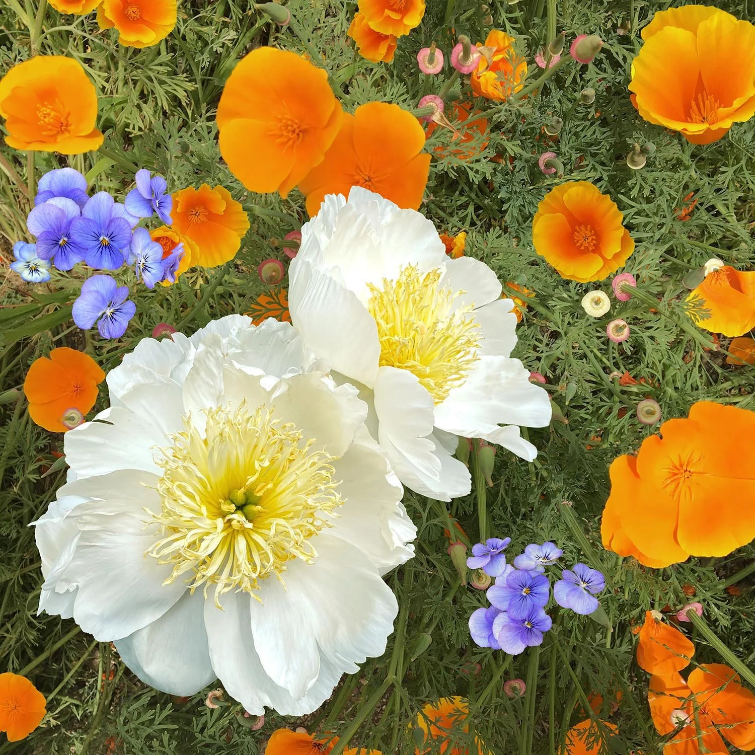 05 Bloom I.jpg