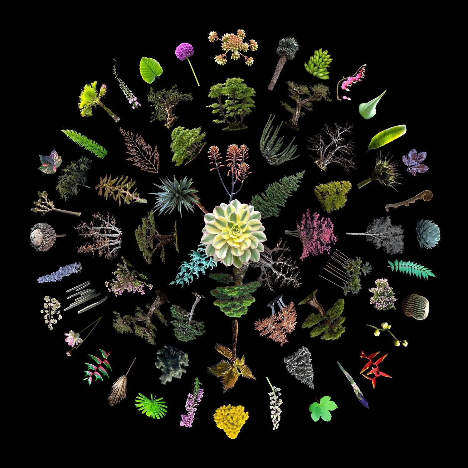 03 Clarity Mandala.jpg