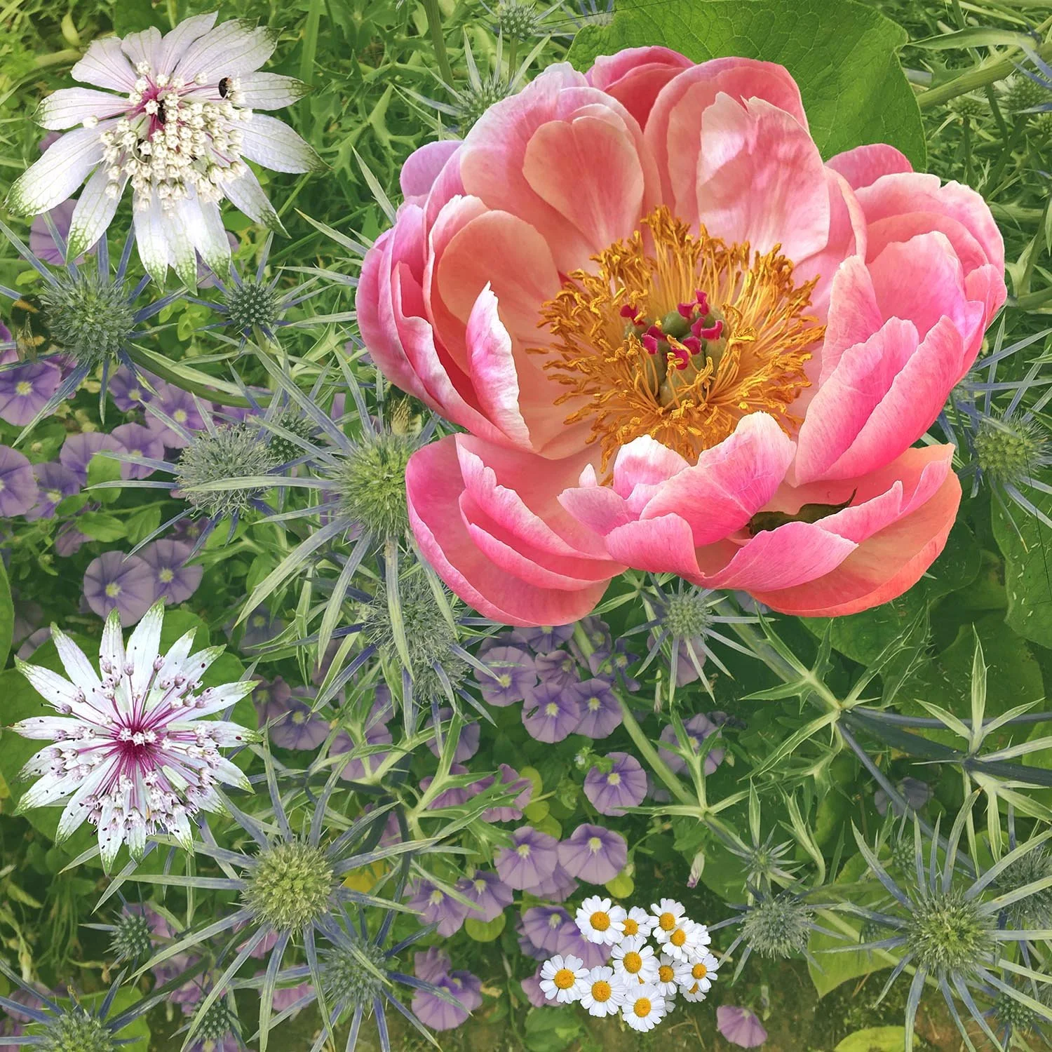 07 Bloom III.jpg