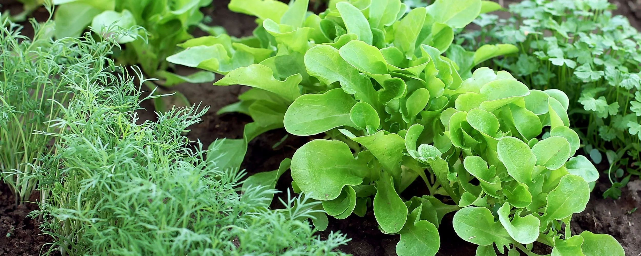 Budget Friendly Gardening