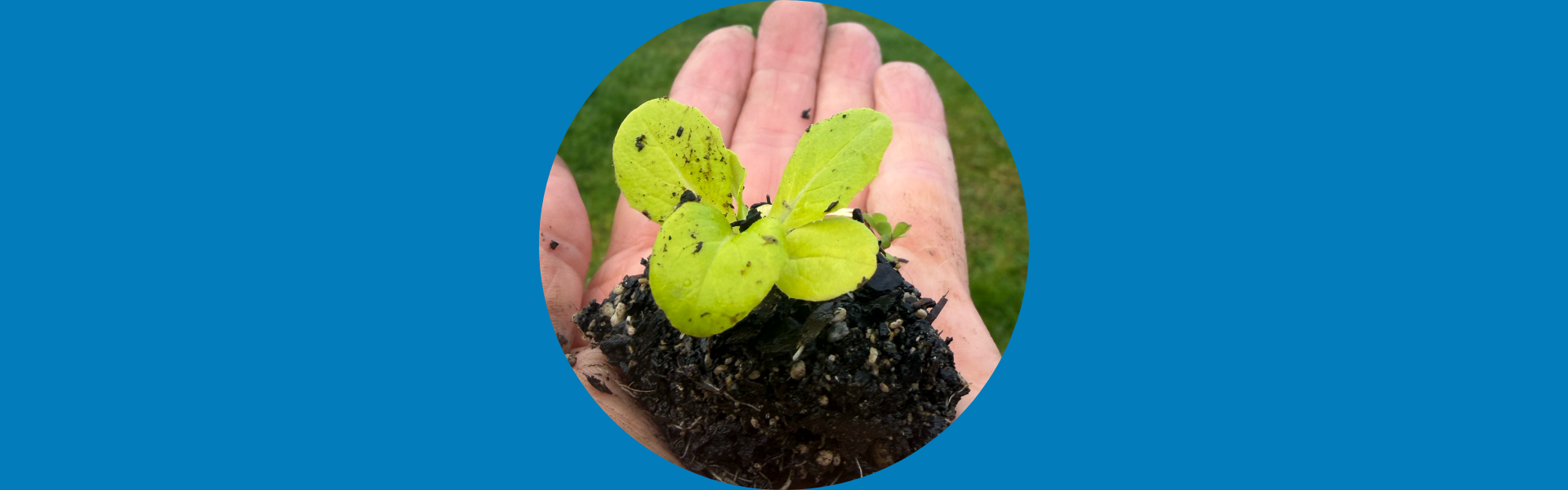 Budget-Friendly Gardening Programme