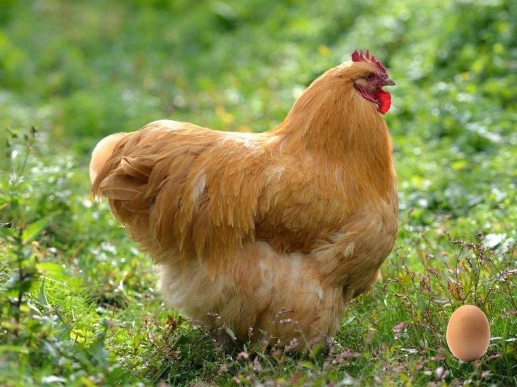 Order Poultry — Trellis Farm & Garden