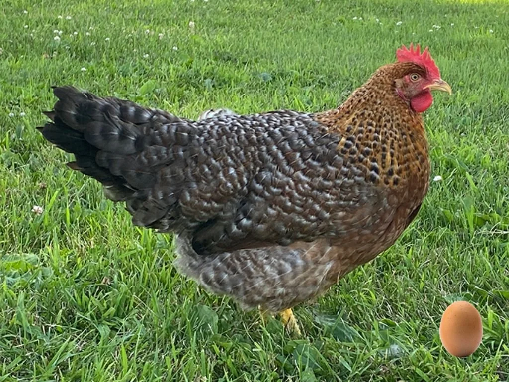 Order Poultry — Trellis Farm & Garden