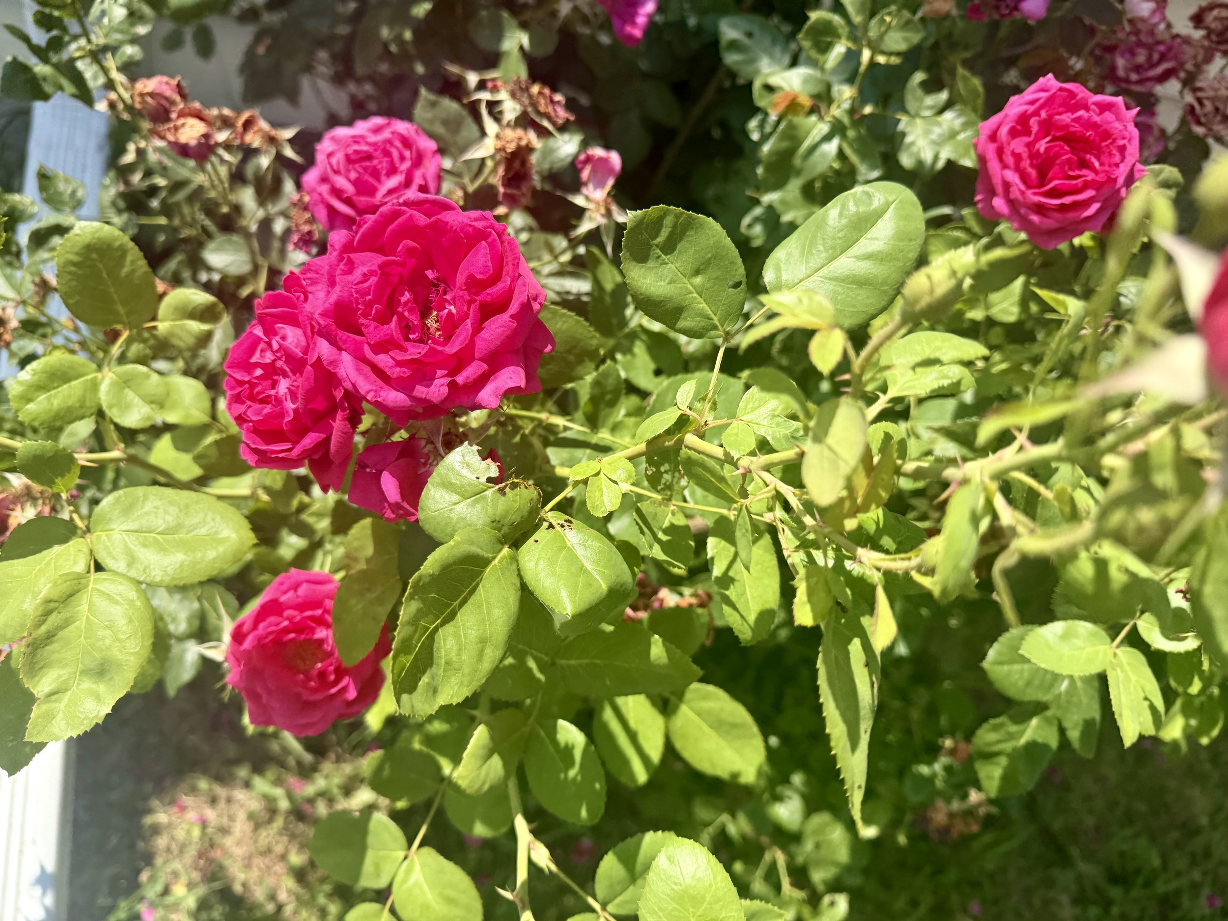 IMG_6420.jpeg