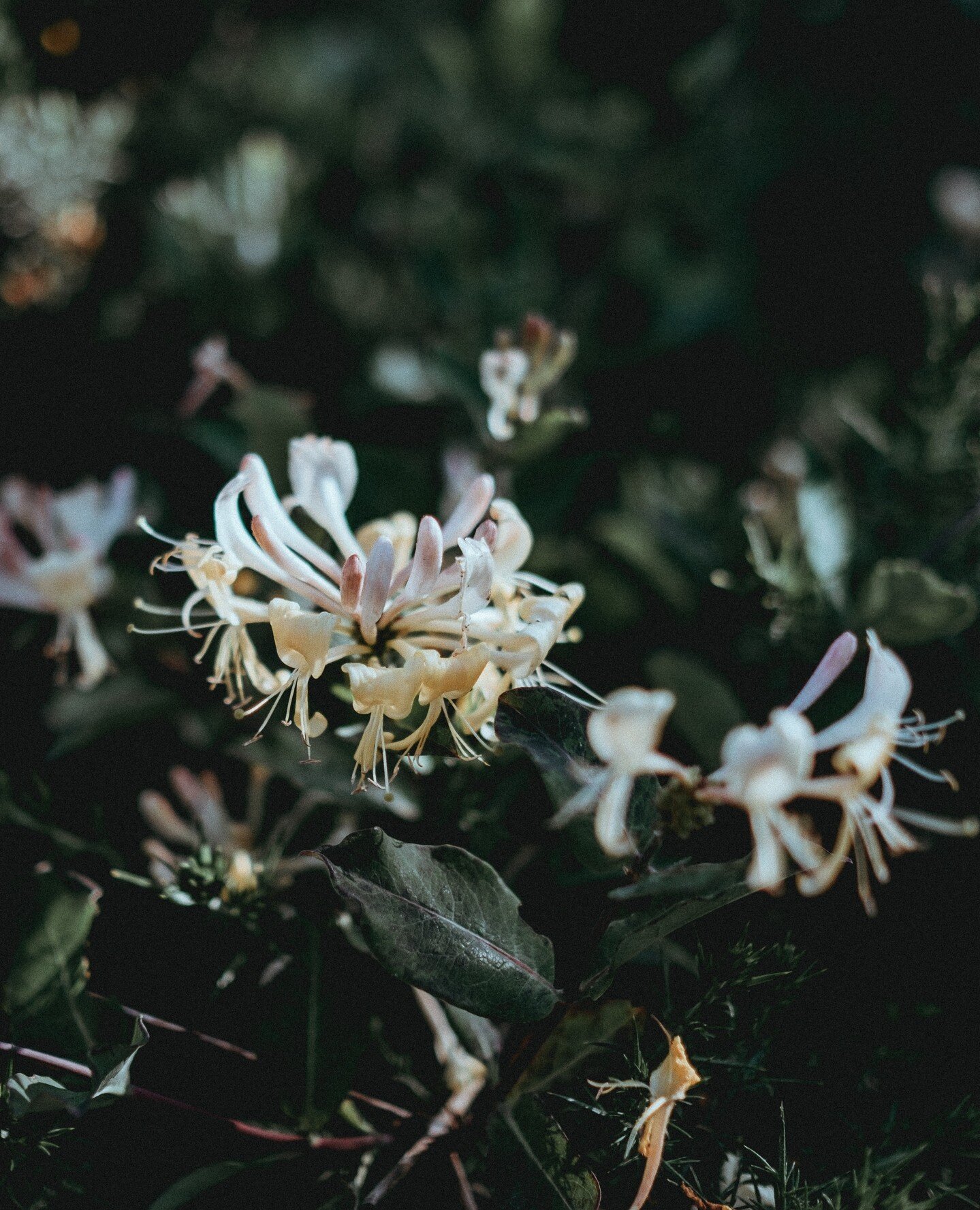 If you're like us, you might remember once tasting that sweet drop of flower nectar in your childhood...⁠
⁠
Honeysuckle is one of our hero botanicals, adding some honey-floral goodness into our juice! ⁠
⁠
📸: @anniespratt via @unsplash