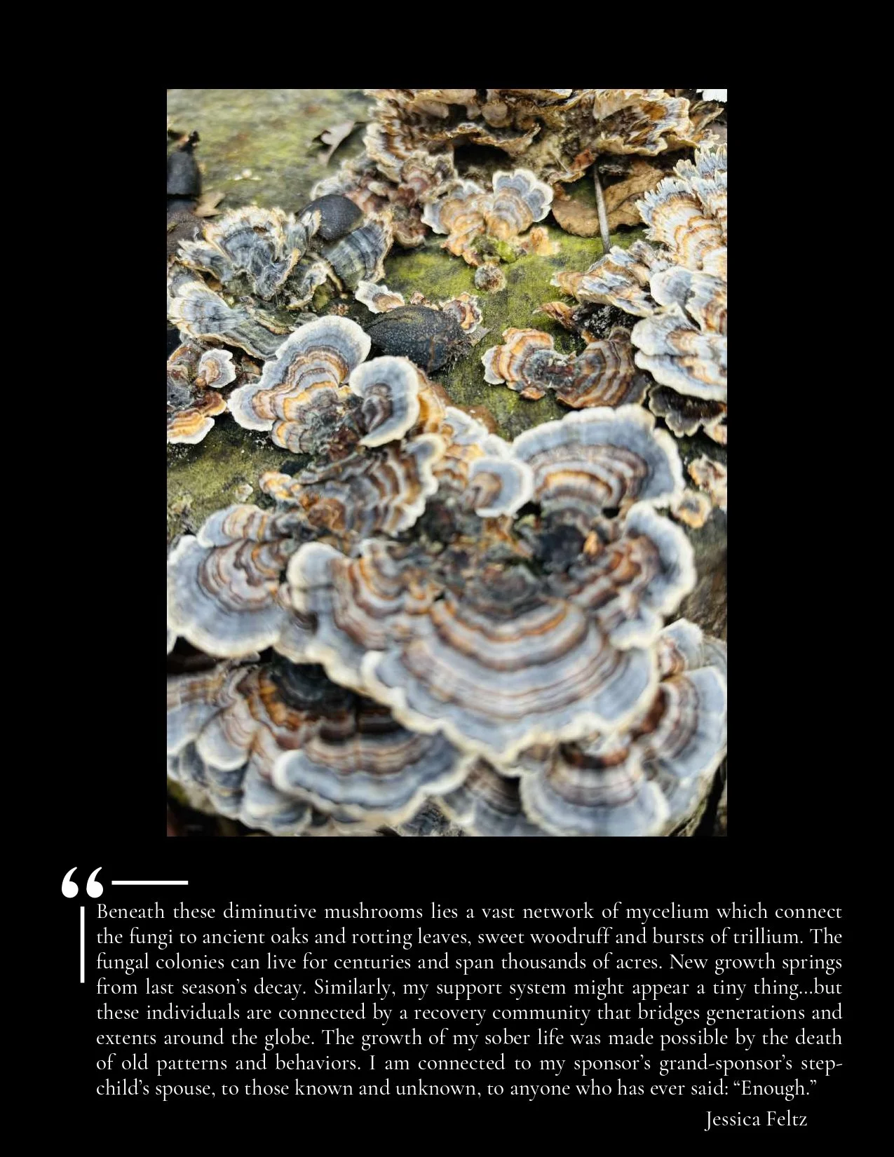 Close-up of turkey tail fungi growing on decaying wood, showing colorful, concentric rings with a wavy texture.