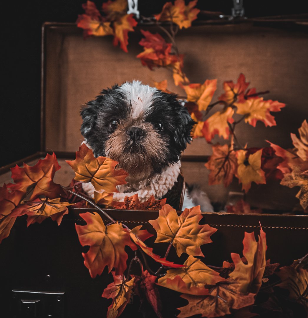 Gizmo